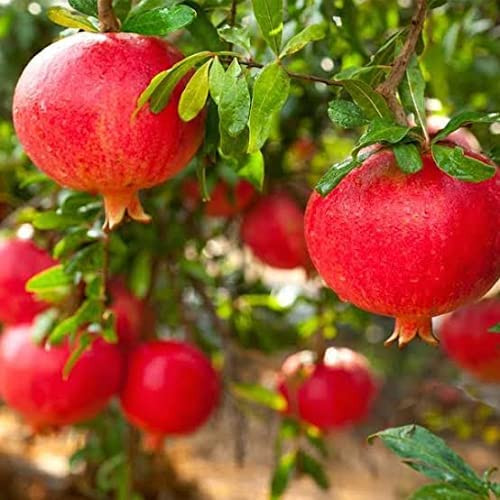 Pomegranate